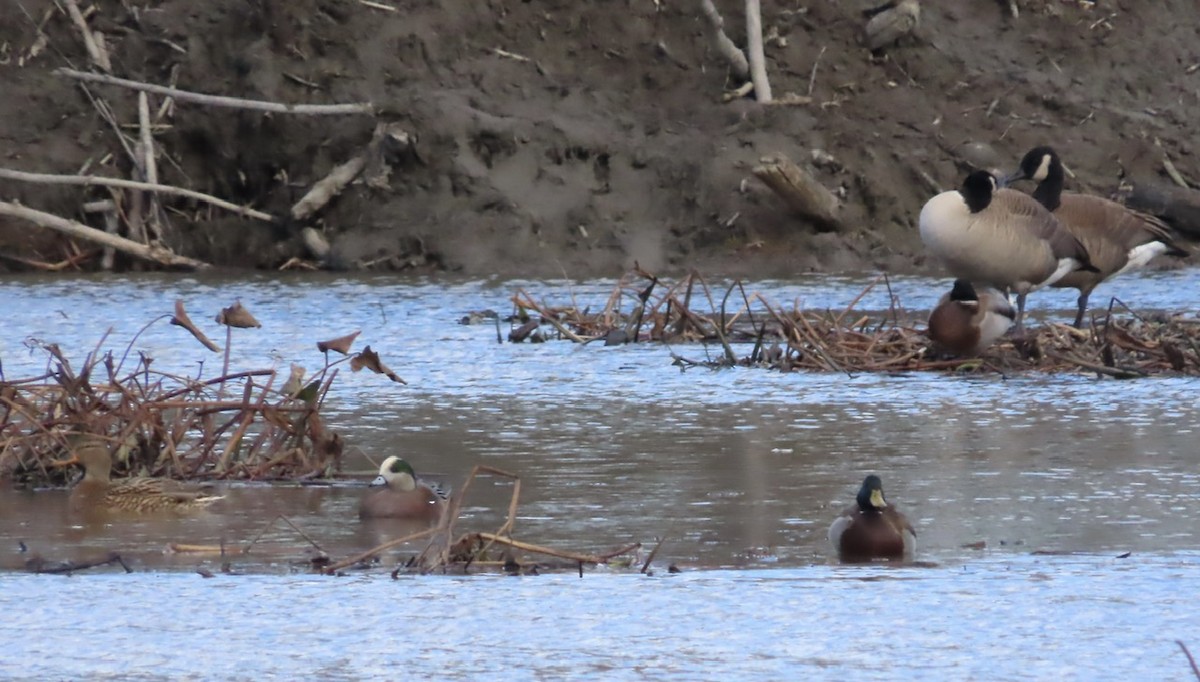 Свищ американський - ML644653948