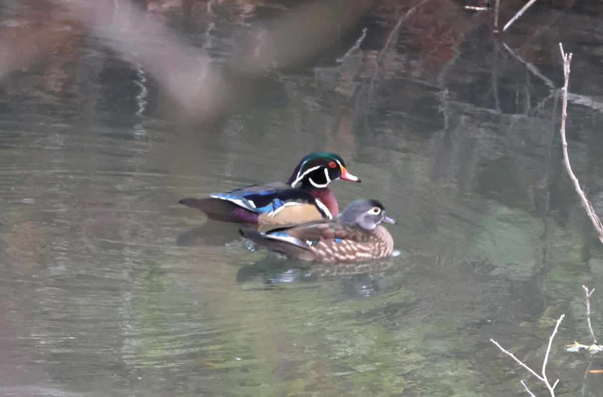 Wood Duck - ML644653950