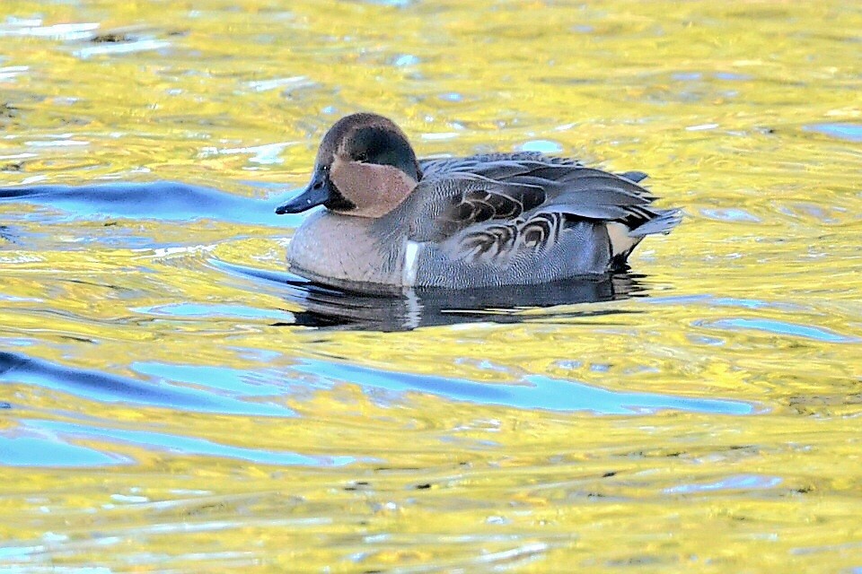 krikkand - ML644653956