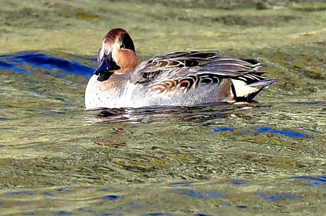 krikkand - ML644653957