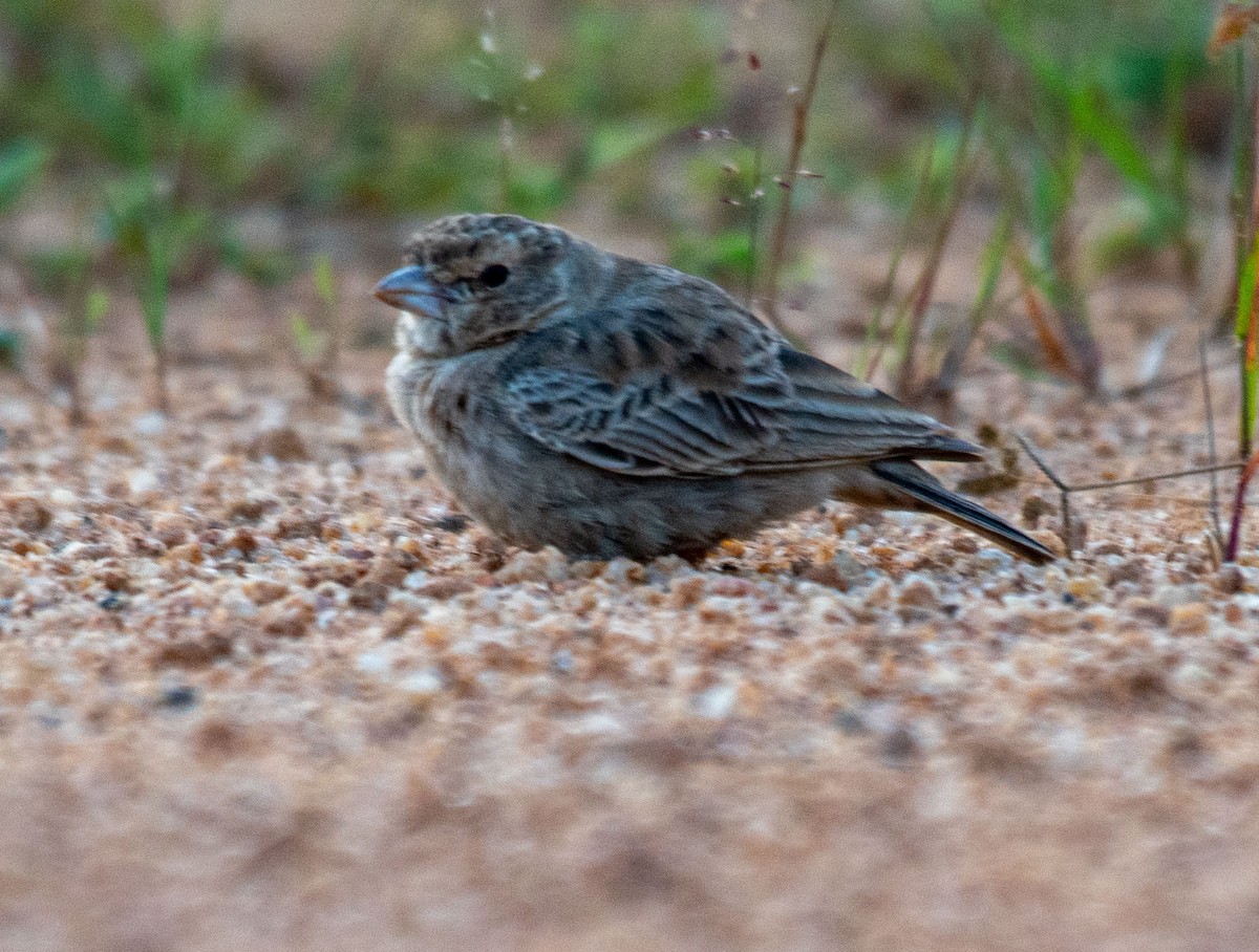 Ashy-crowned Sparrow-Lark - ML644653958