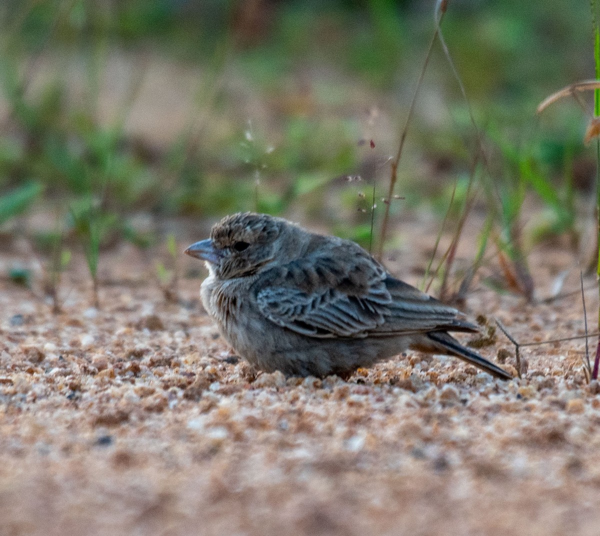 Ashy-crowned Sparrow-Lark - ML644653959
