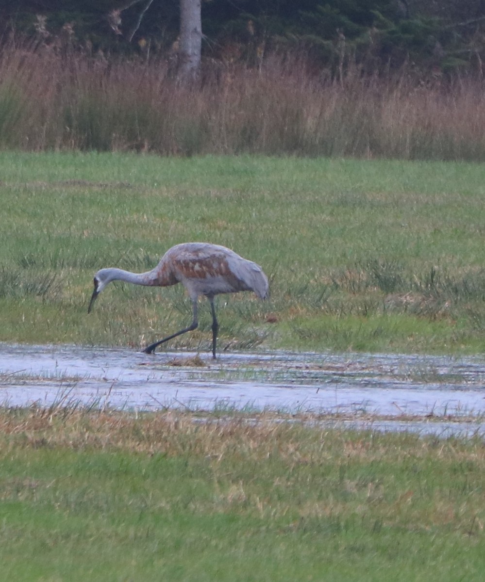 Sandhill Crane - ML644653964