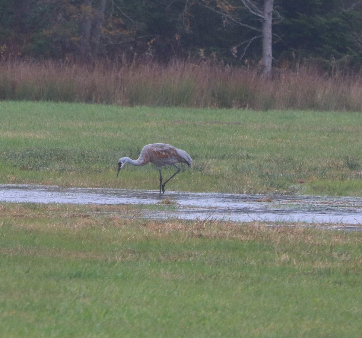 Sandhill Crane - ML644653965