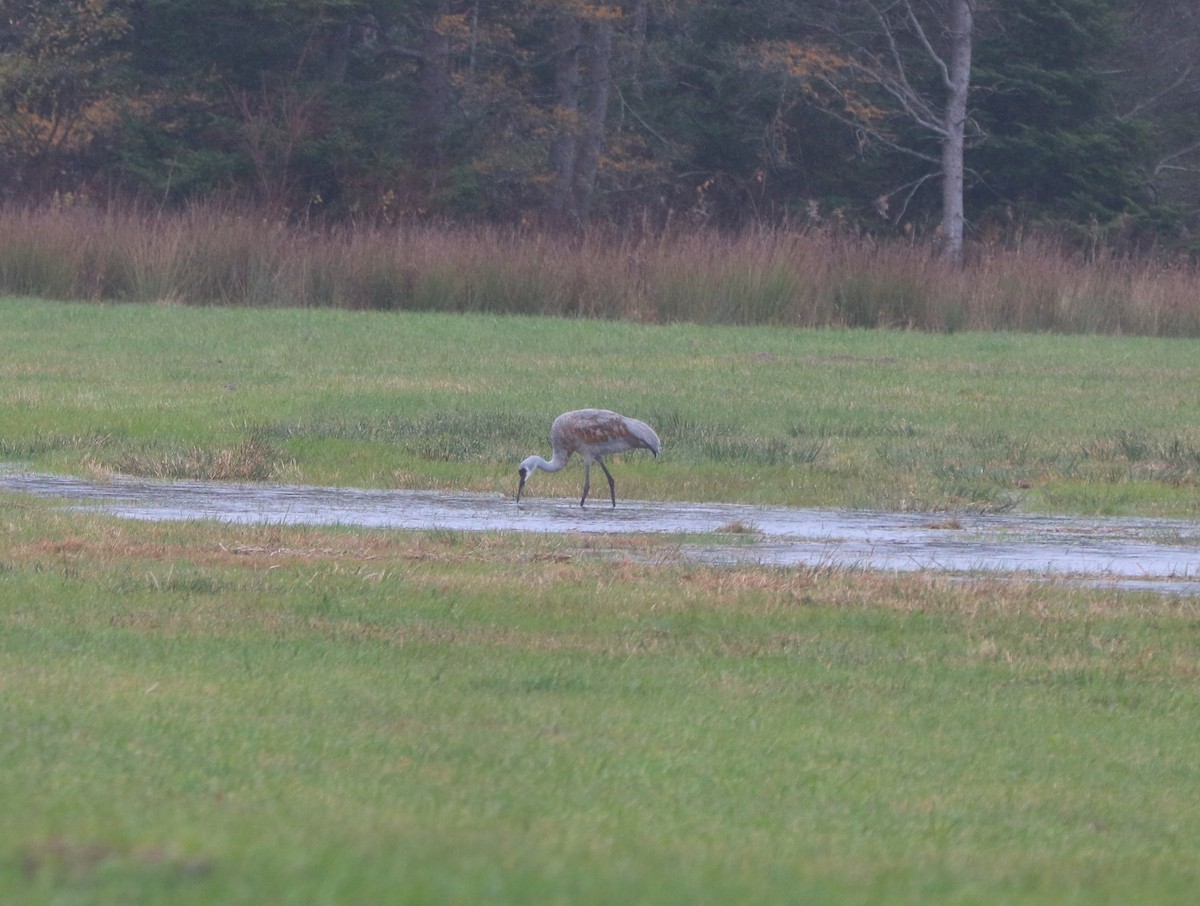 Sandhill Crane - ML644653966