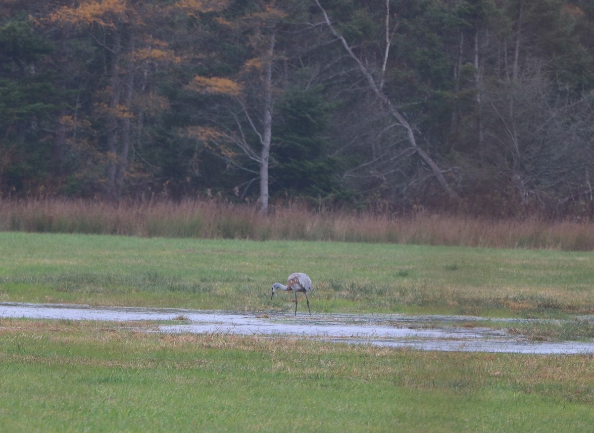 Sandhill Crane - ML644653967