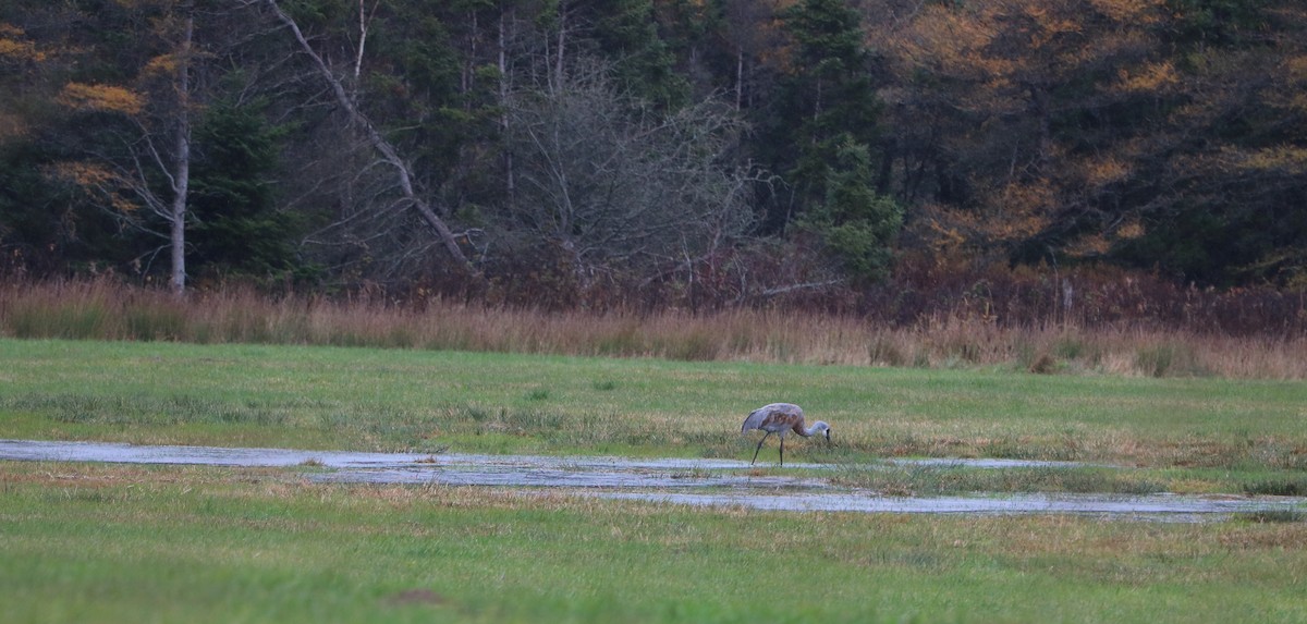 Sandhill Crane - ML644653968