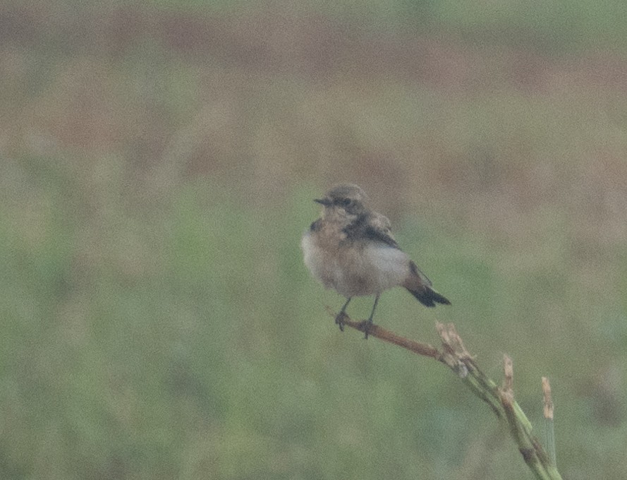 Monachella dorsonero - ML644653972