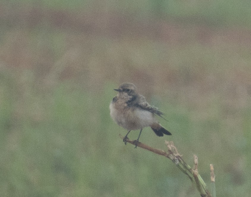 Monachella dorsonero - ML644653973