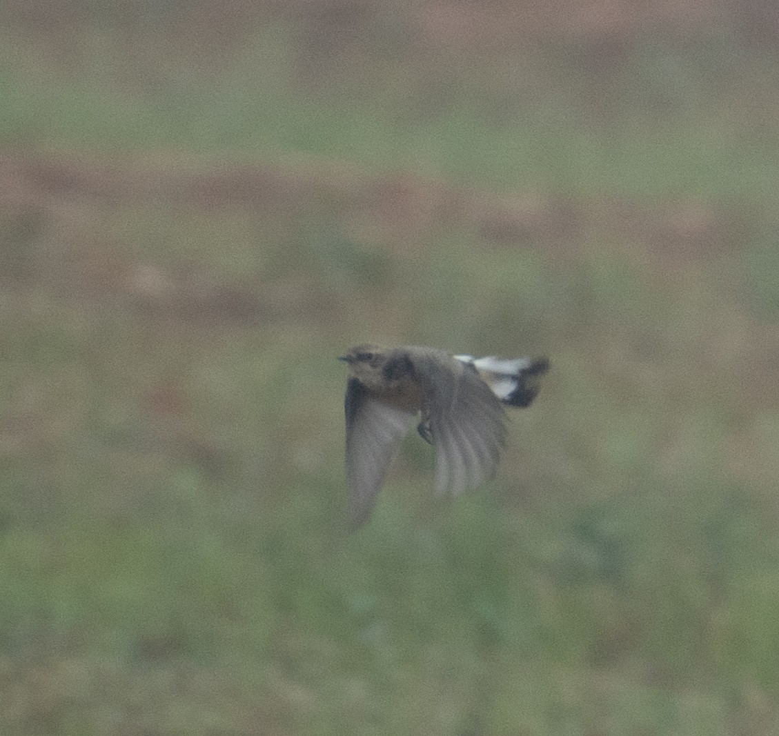 Monachella dorsonero - ML644653974