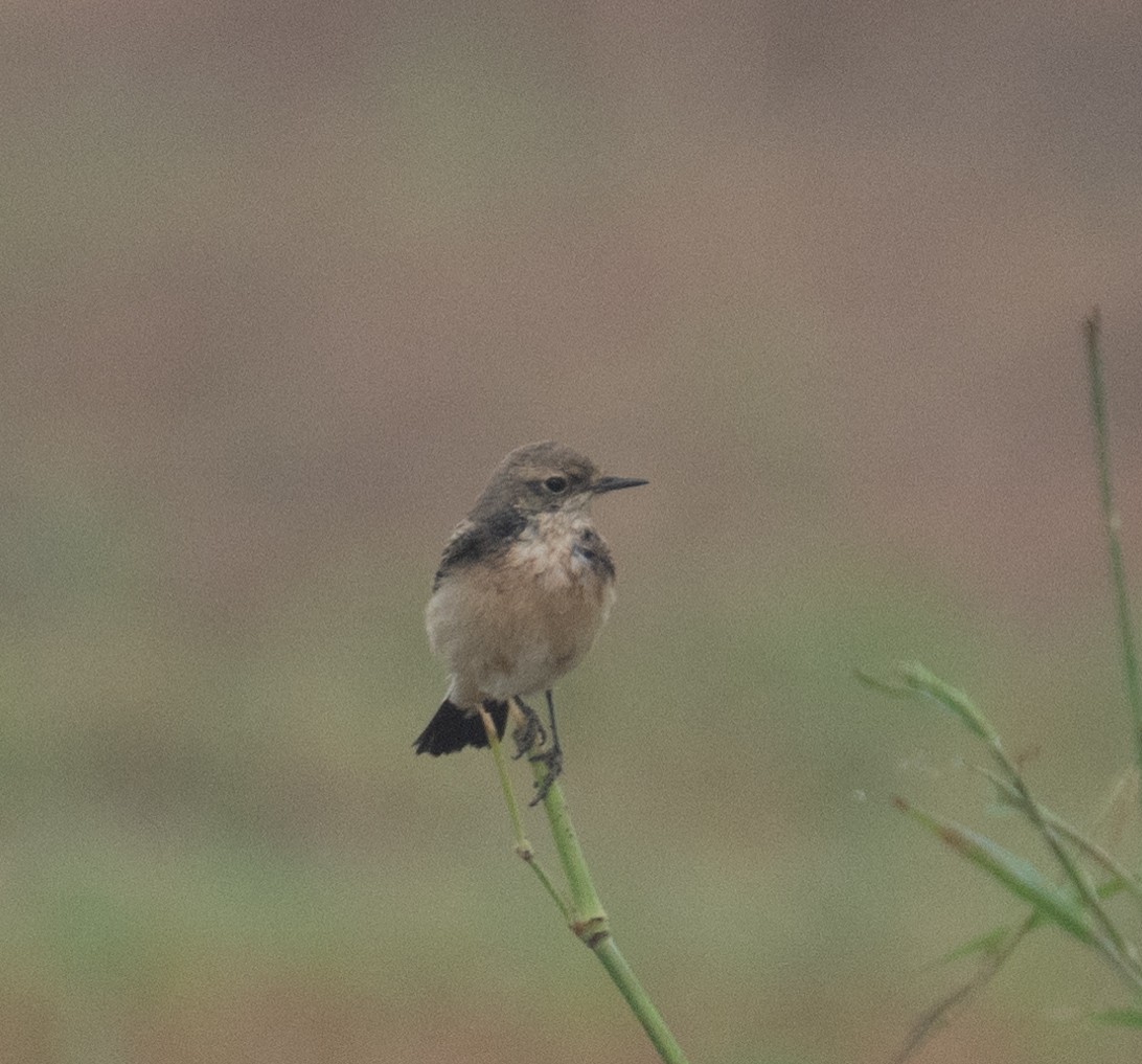 Monachella dorsonero - ML644653975