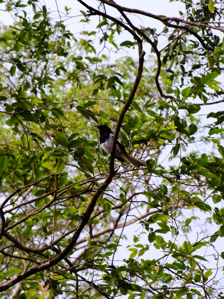 鵲鴝 - ML644653981