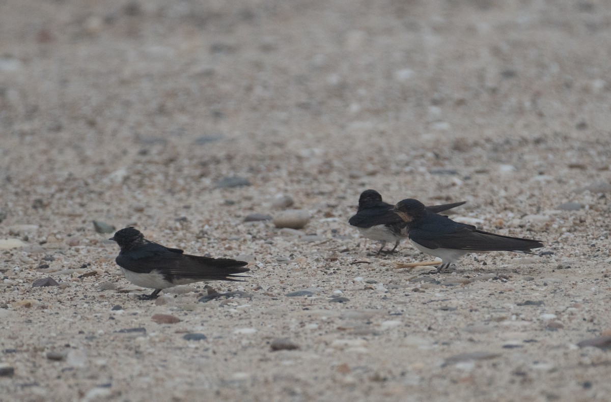 Ластівка сільська - ML644653982