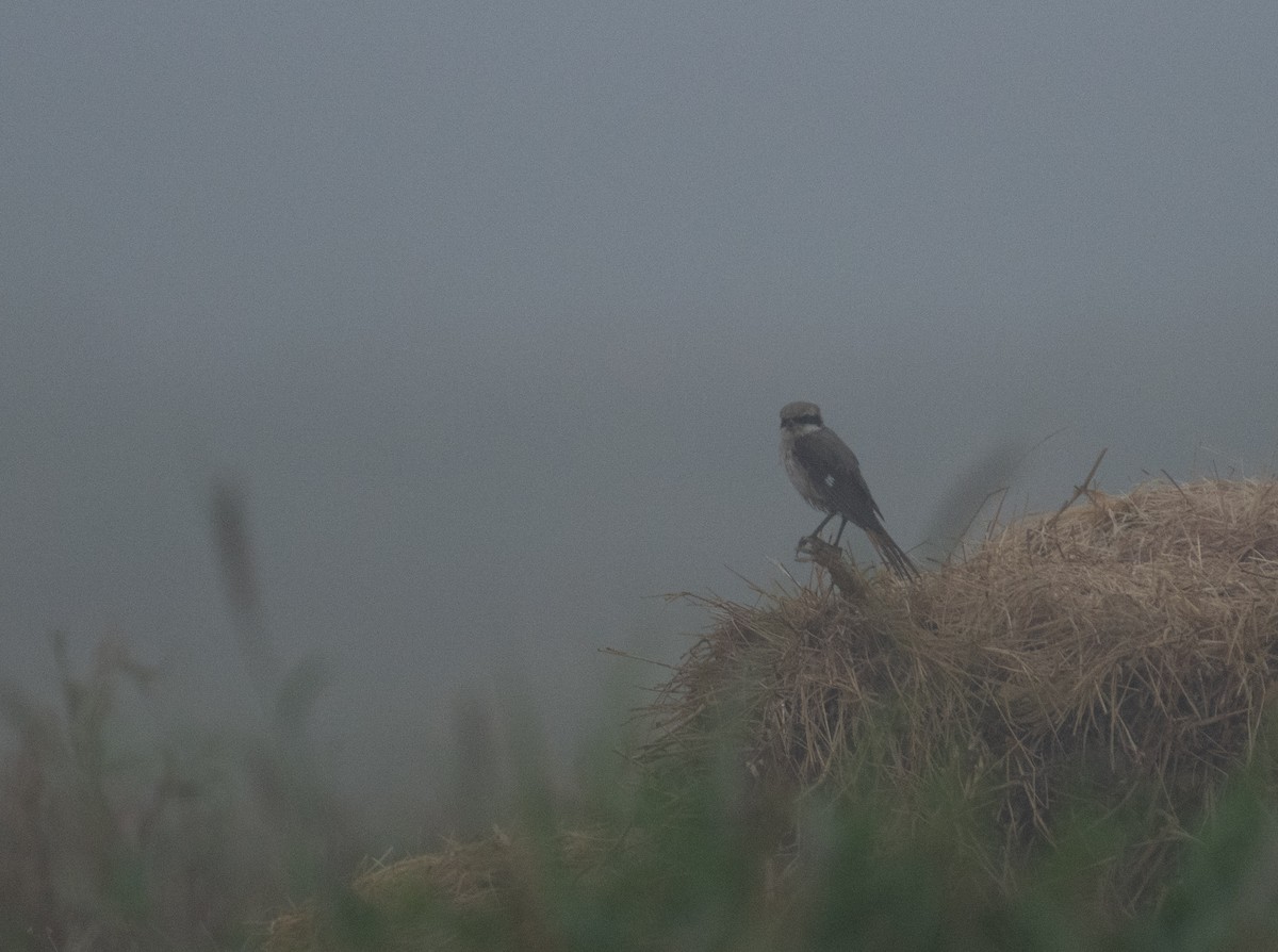 Pie-grièche du Turkestan - ML644653986