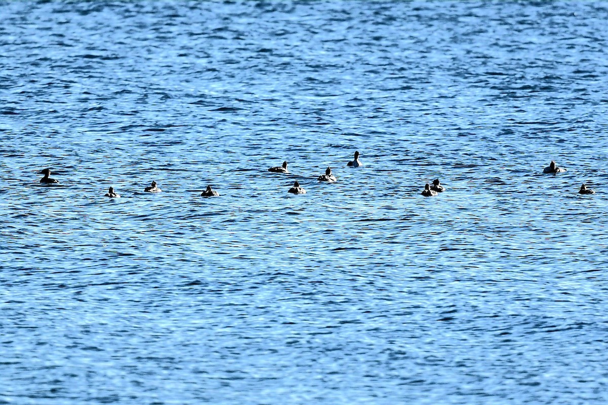 Red-breasted Merganser - ML644653988