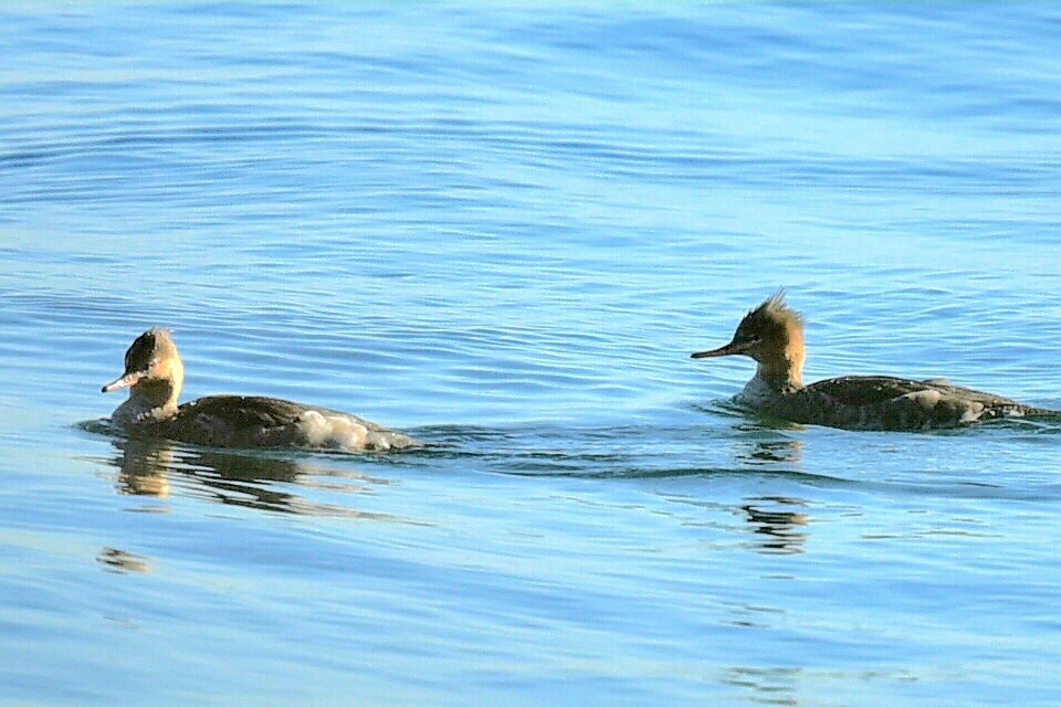 Red-breasted Merganser - ML644653989