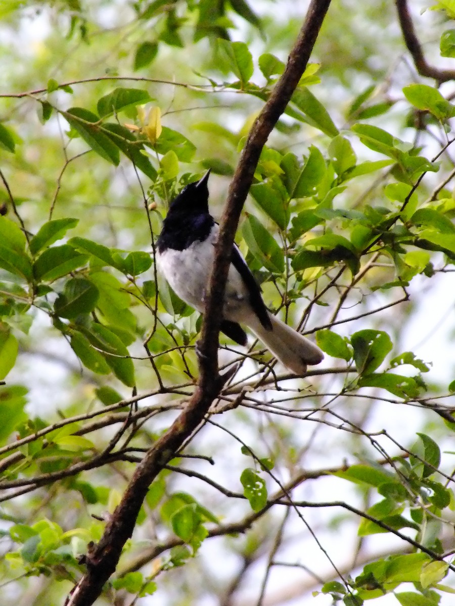 鵲鴝 - ML644653990