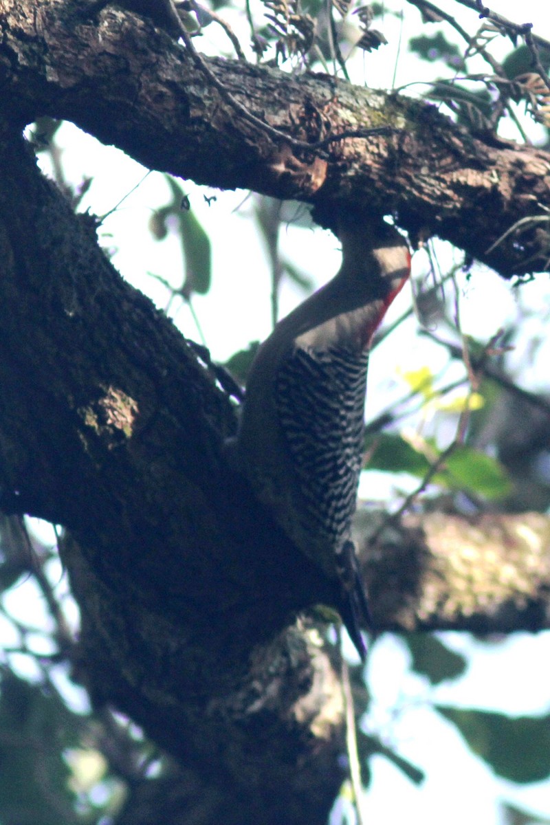 Kızılca Karınlı Ağaçkakan - ML644653995