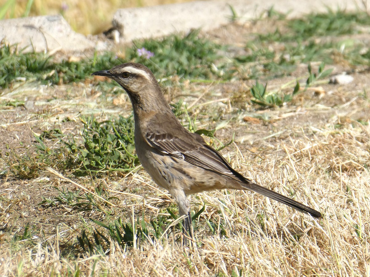 Chilean Mockingbird - ML644653998
