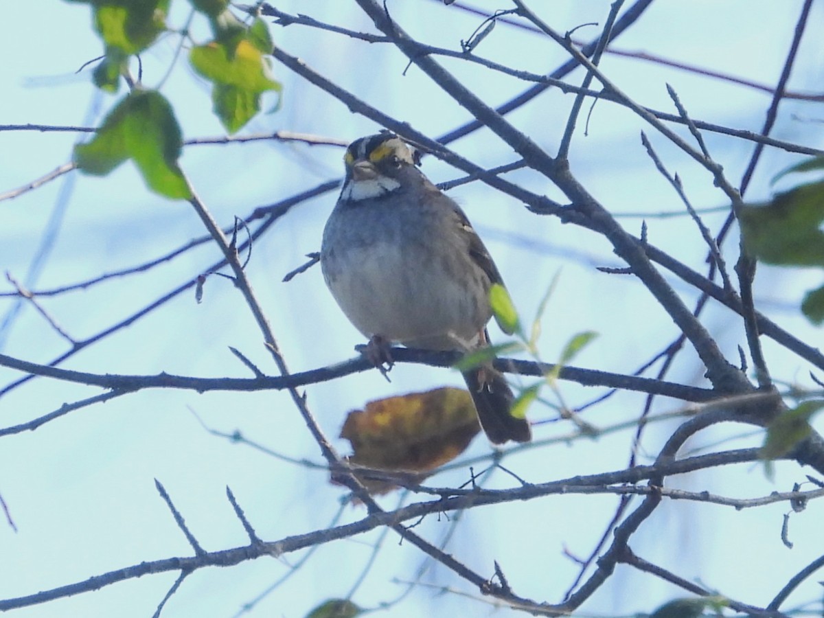 White-throated Sparrow - ML644654001