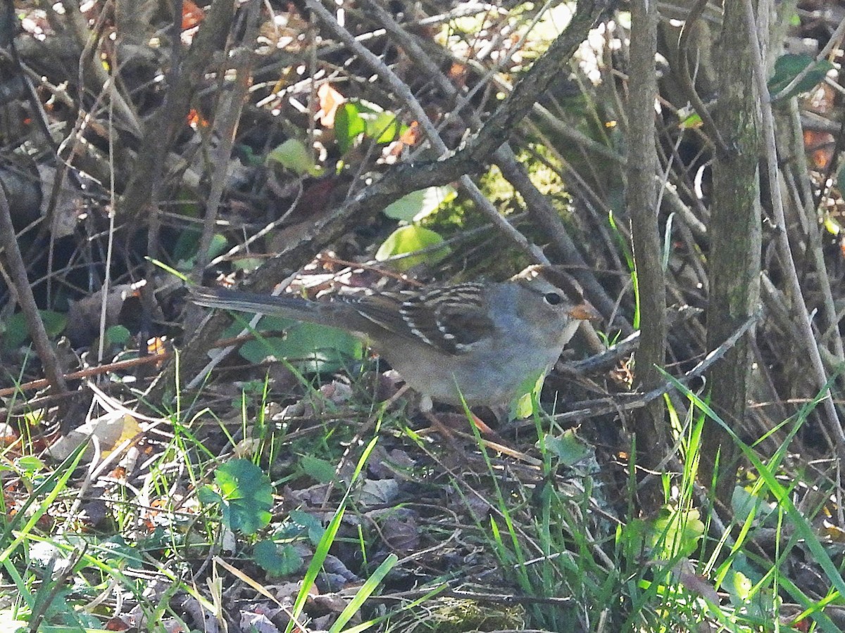 White-crowned Sparrow - ML644654003