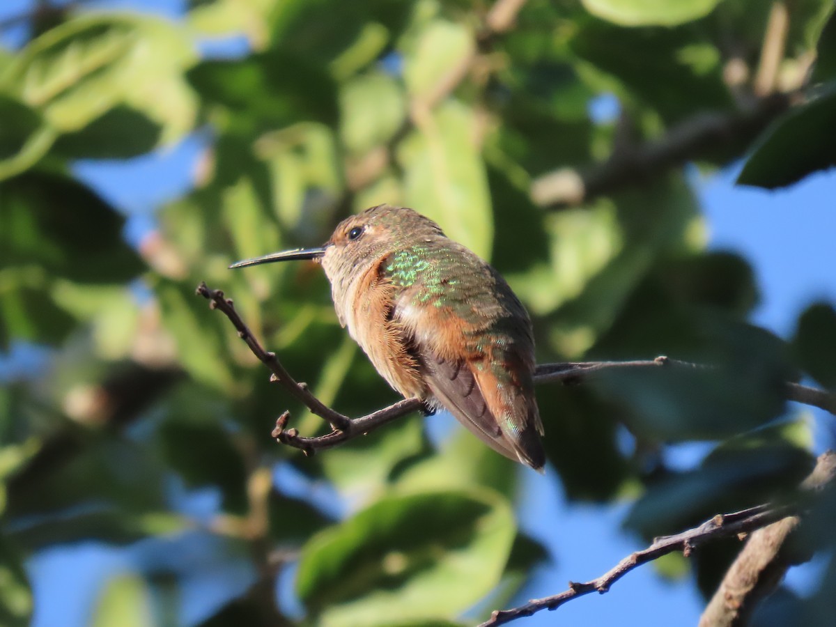 アレンハチドリ - ML644654004