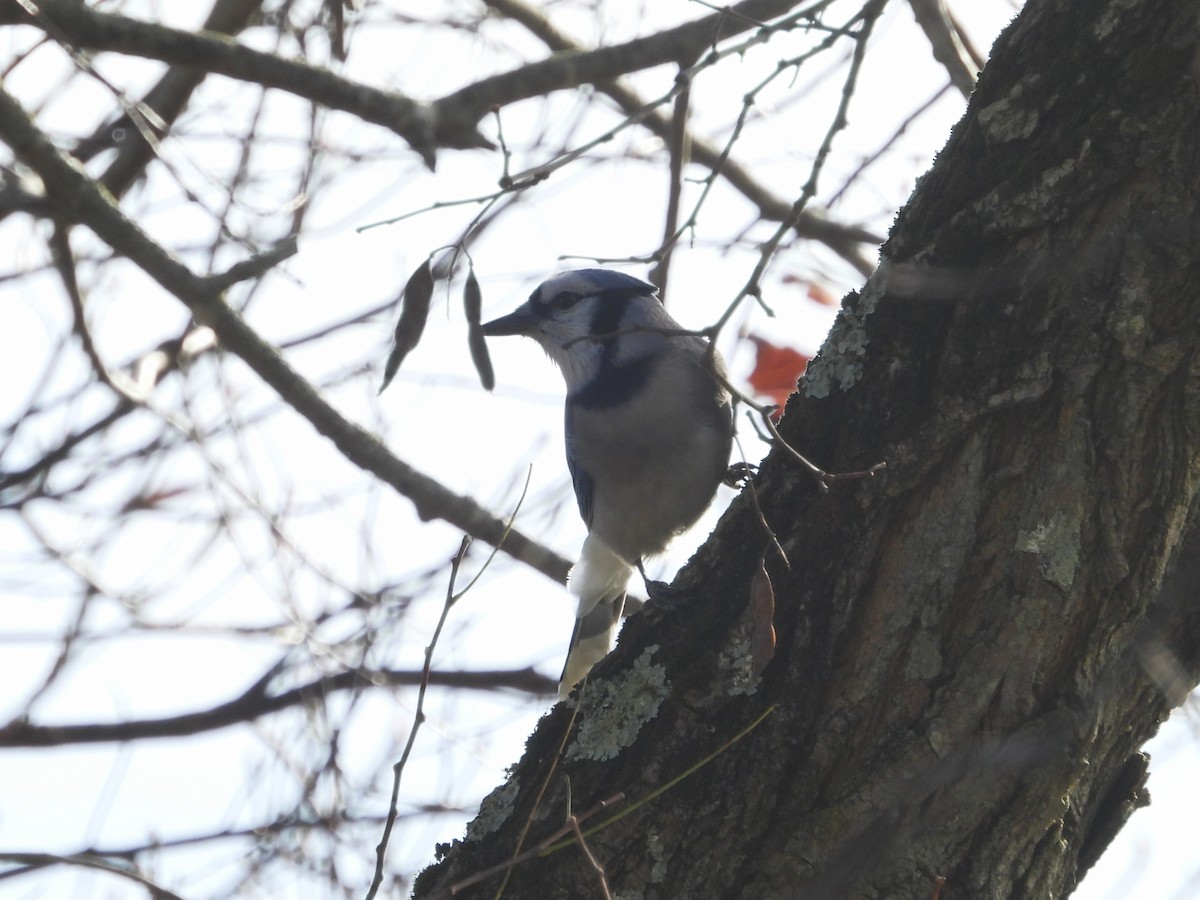 Blue Jay - ML644654011