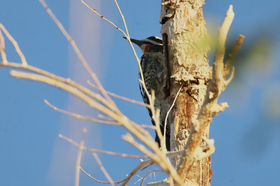 Rotnacken-Saftlecker - ML644654026