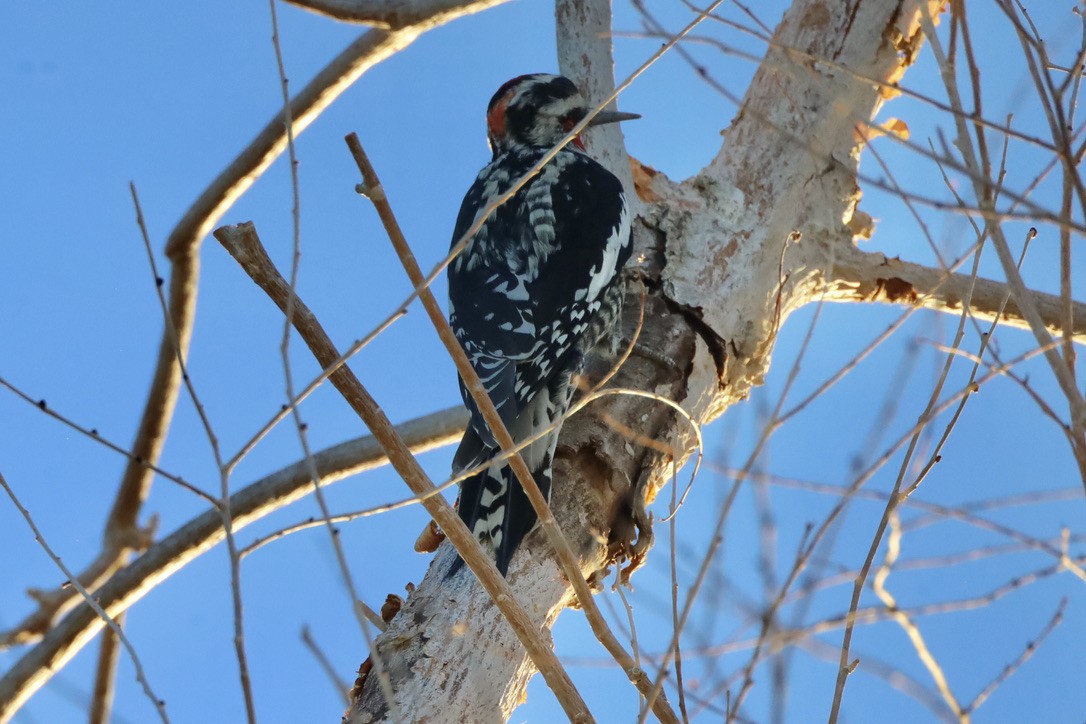 Rotnacken-Saftlecker - ML644654027