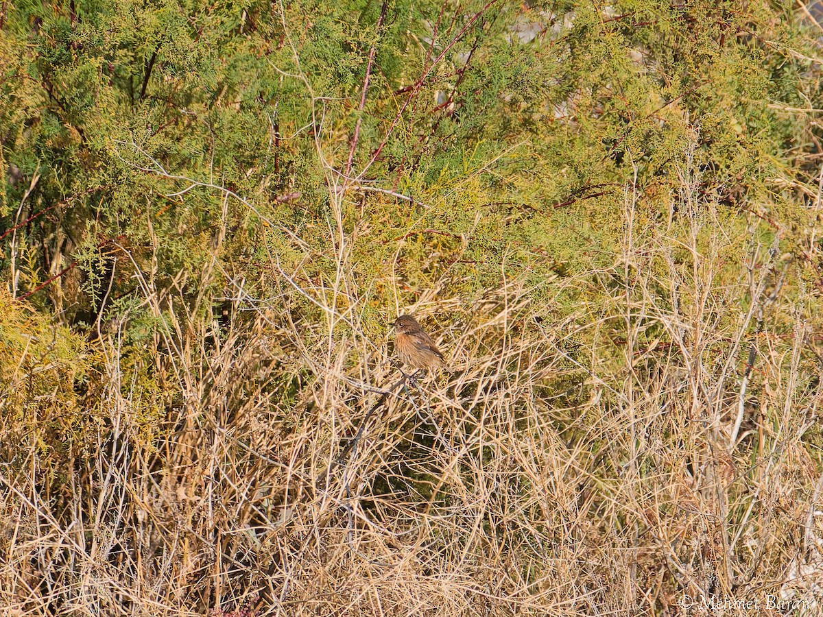 Трав'янка чорноголова - ML644654028