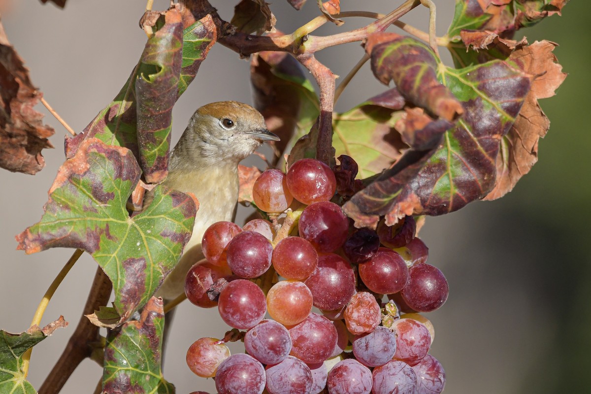 Txinbo kaskabeltza - ML644654035