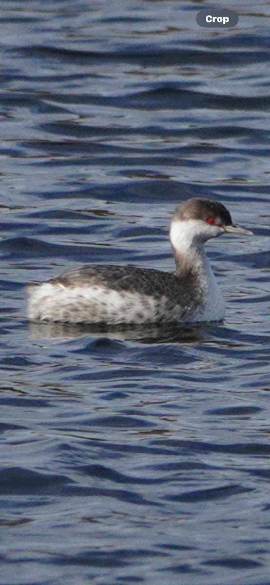 Horned Grebe - ML644654036