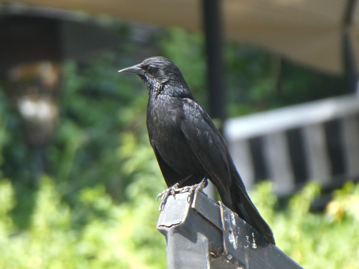 Austral Blackbird - ML644654037