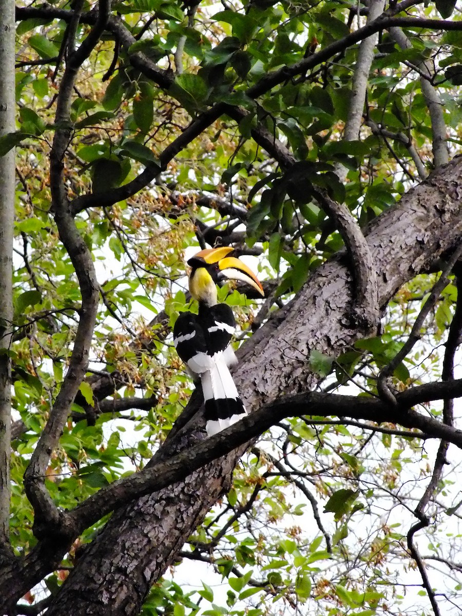 Great Hornbill - ML644654041
