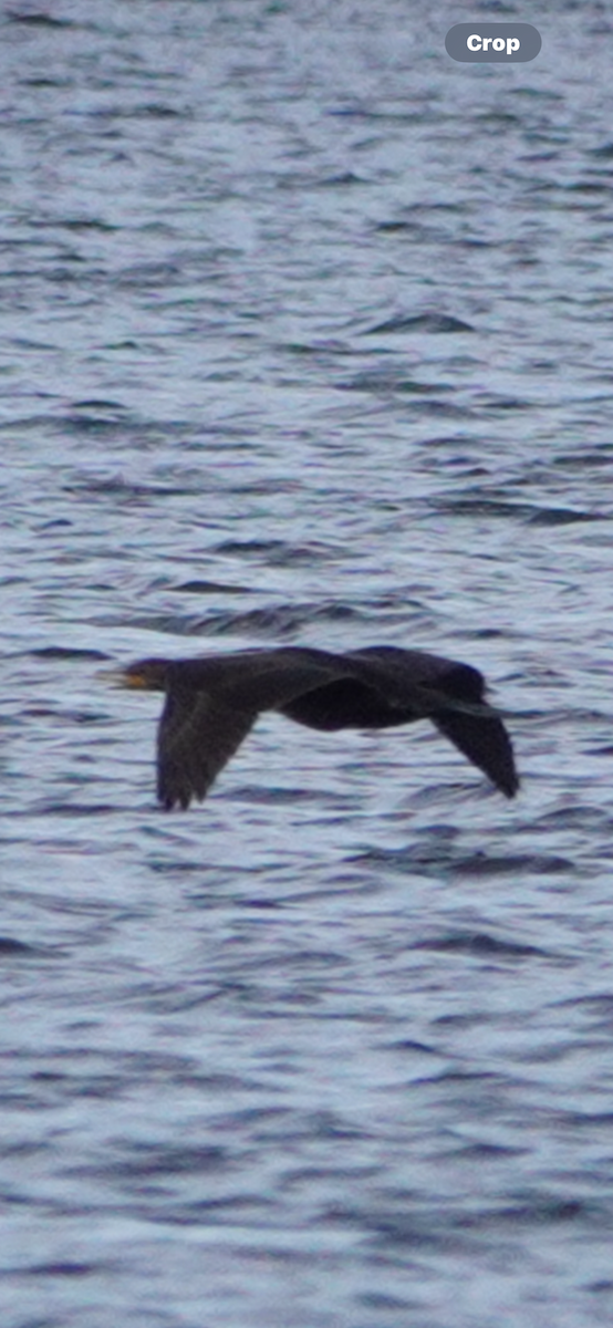 Cormoran à aigrettes - ML644654042