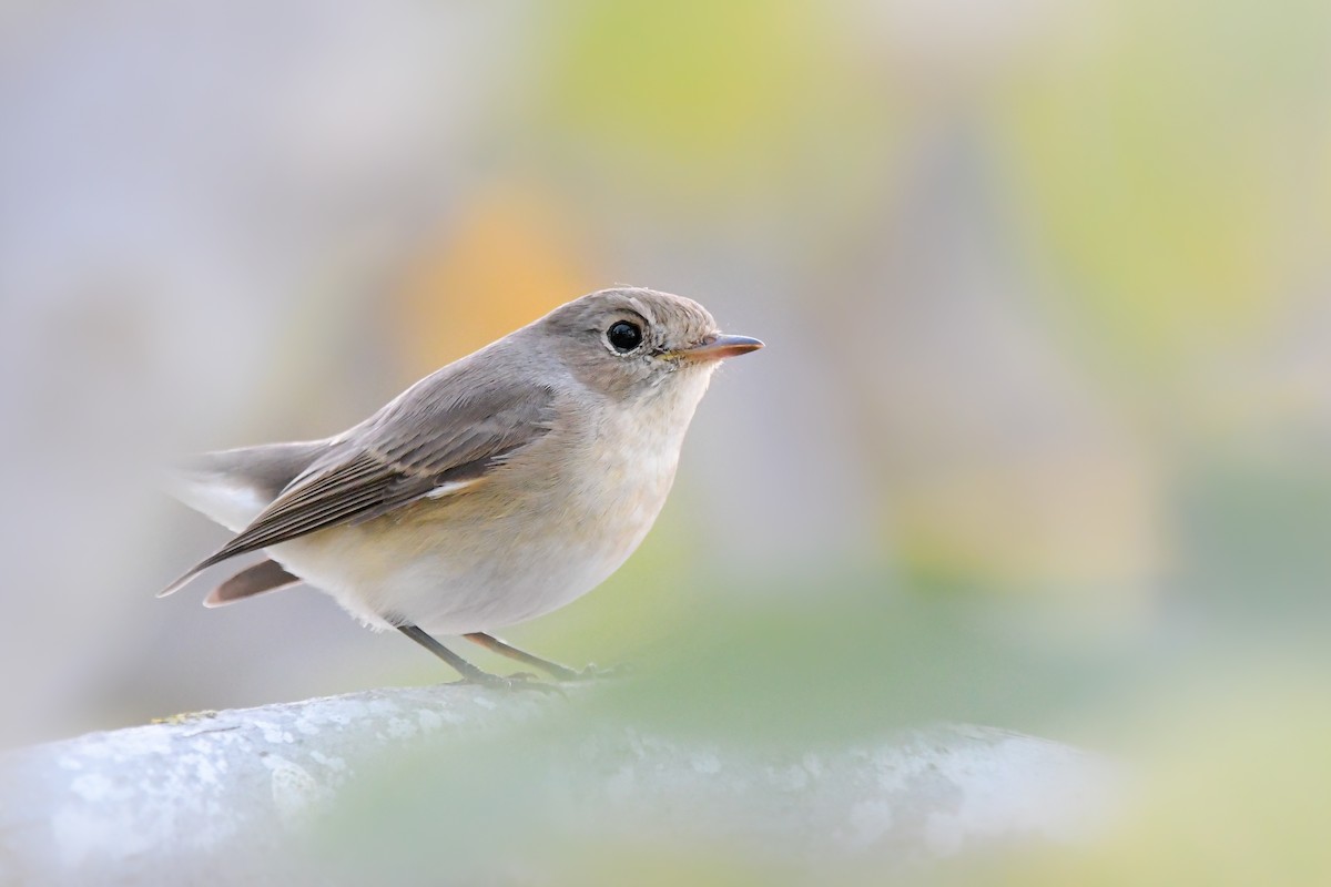 Gobemouche nain - ML644654043