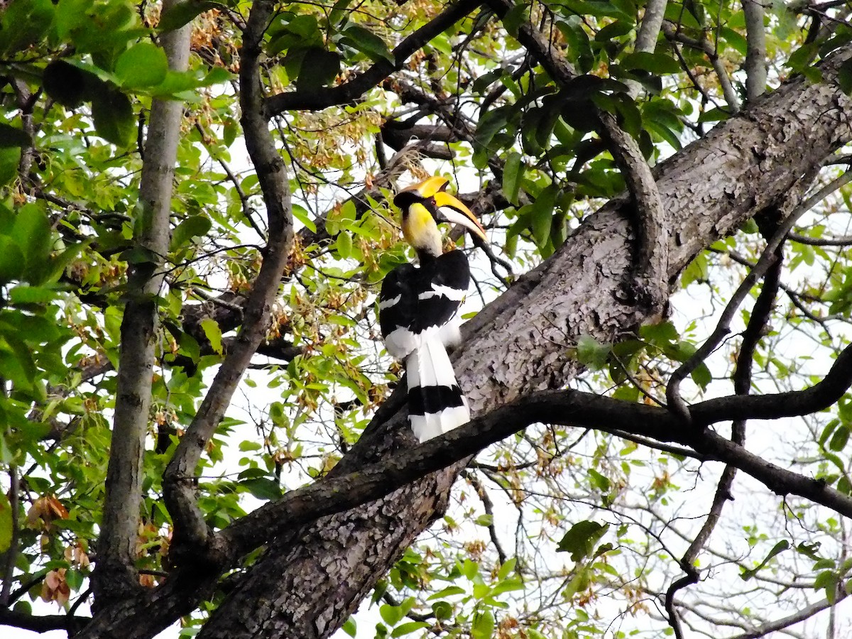 Great Hornbill - ML644654044