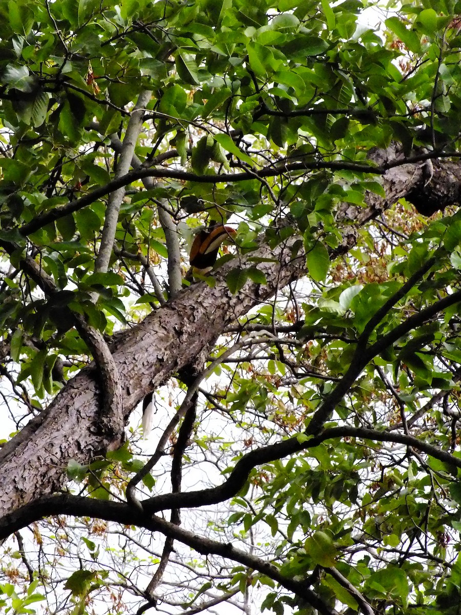 Great Hornbill - ML644654046