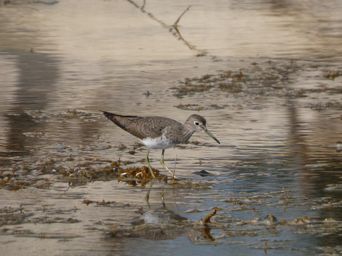 Solitary Sandpiper - ML644654051