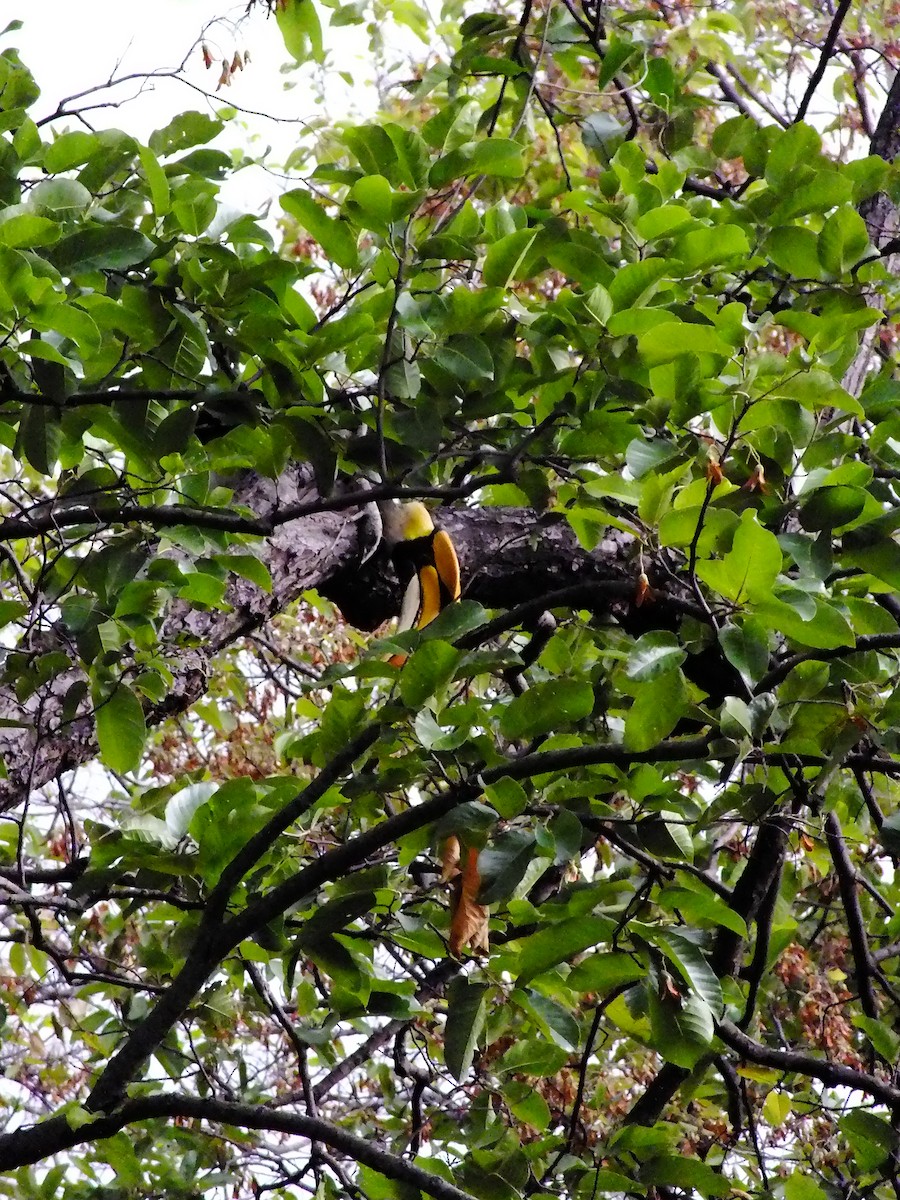 Great Hornbill - ML644654053