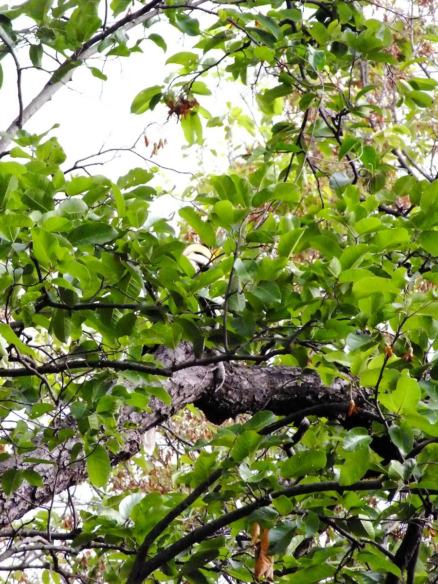 Great Hornbill - ML644654055