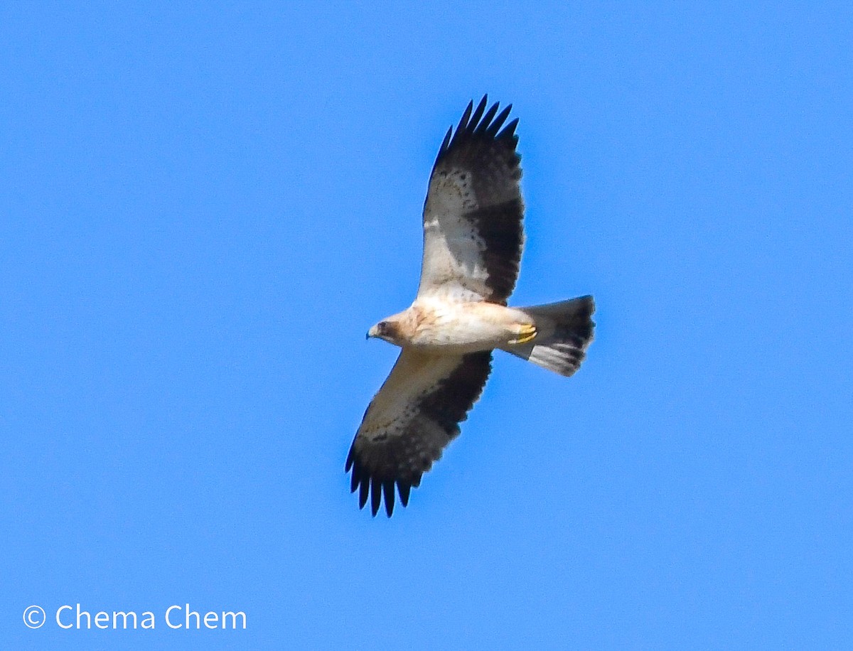 Booted Eagle - ML644654059