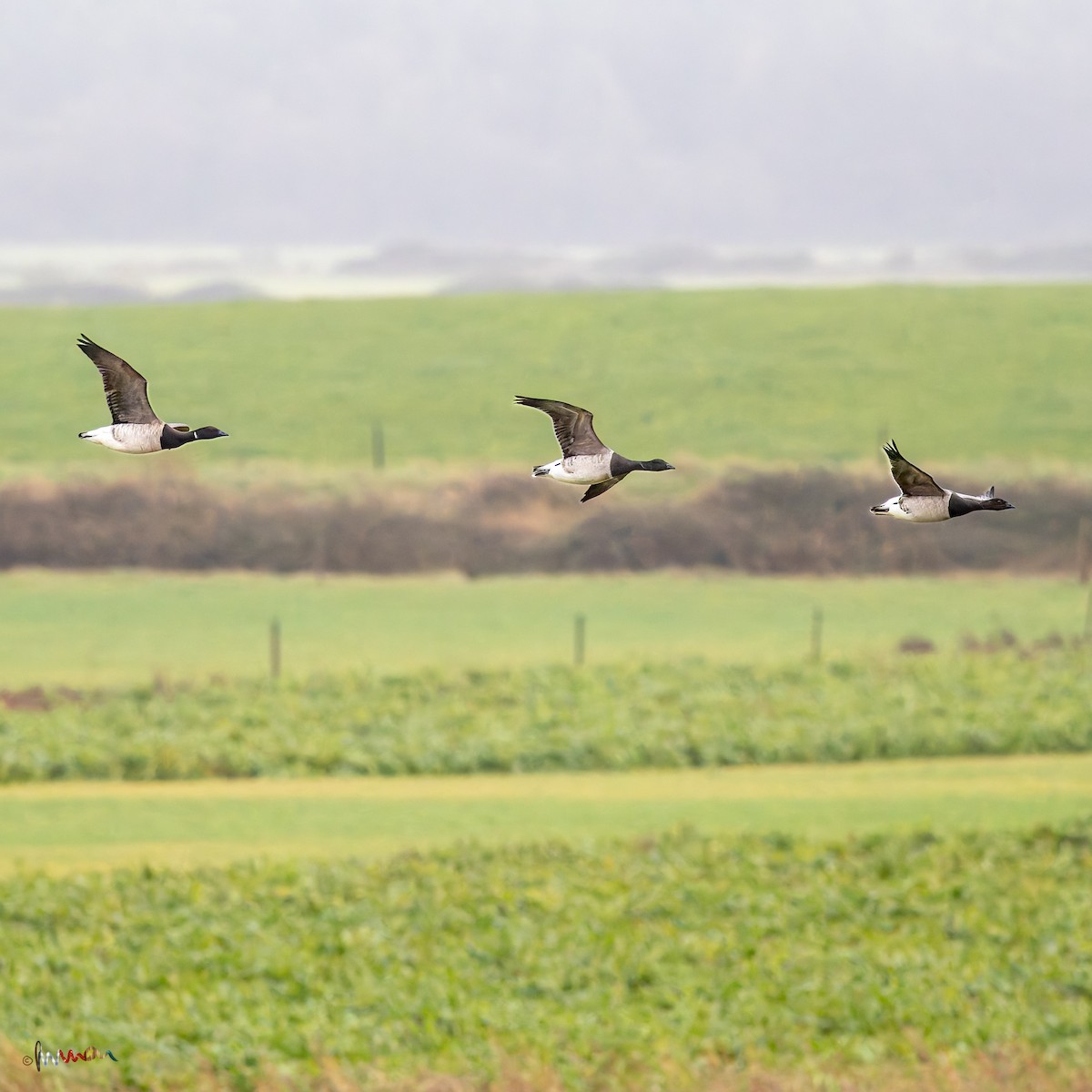 Brant (Pale-bellied) - ML644654072