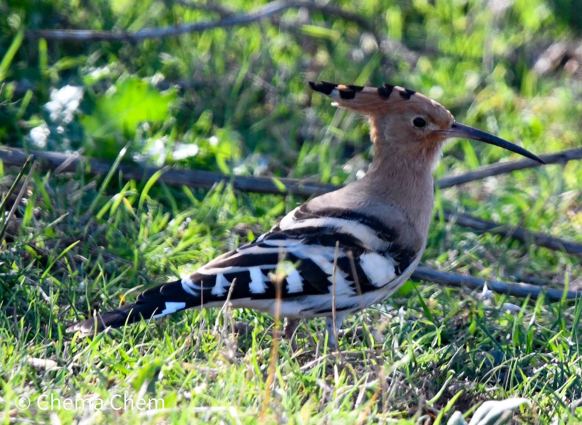 Common Hoopoe - ML644654084