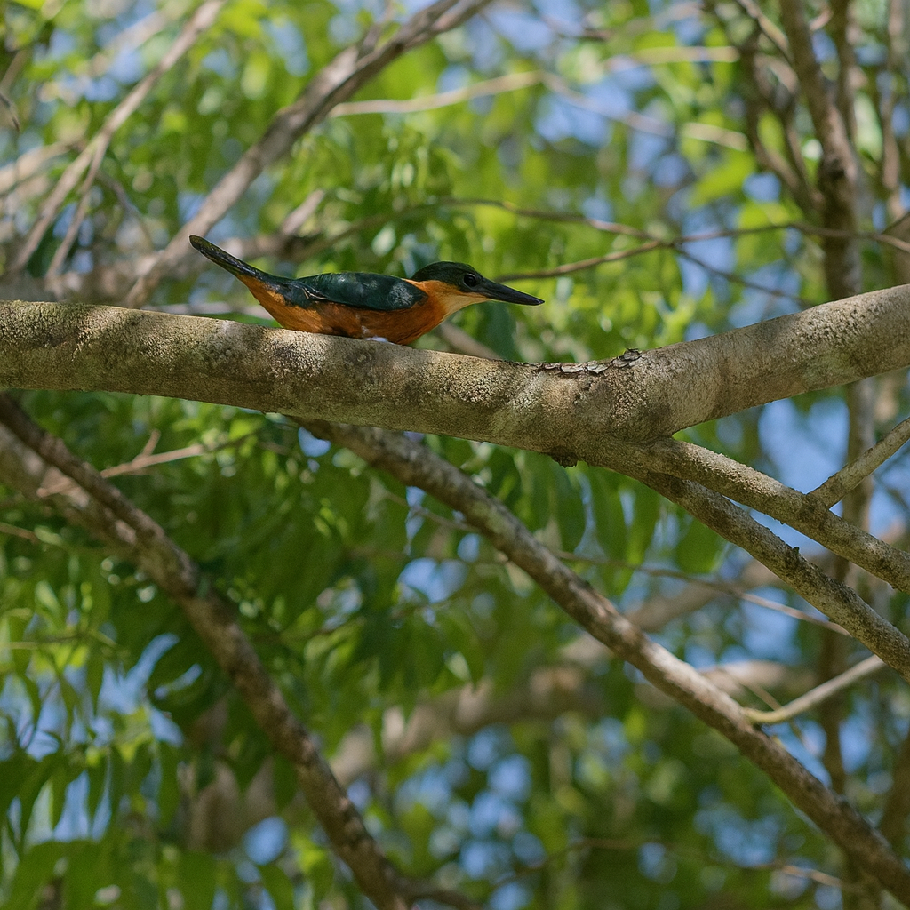 Green-and-rufous Kingfisher - ML644654096