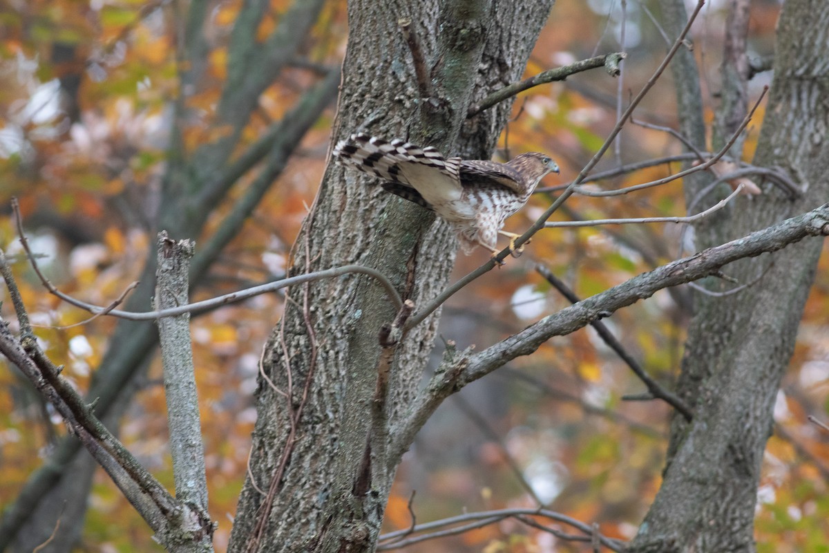 Cooper's Hawk - ML644654101