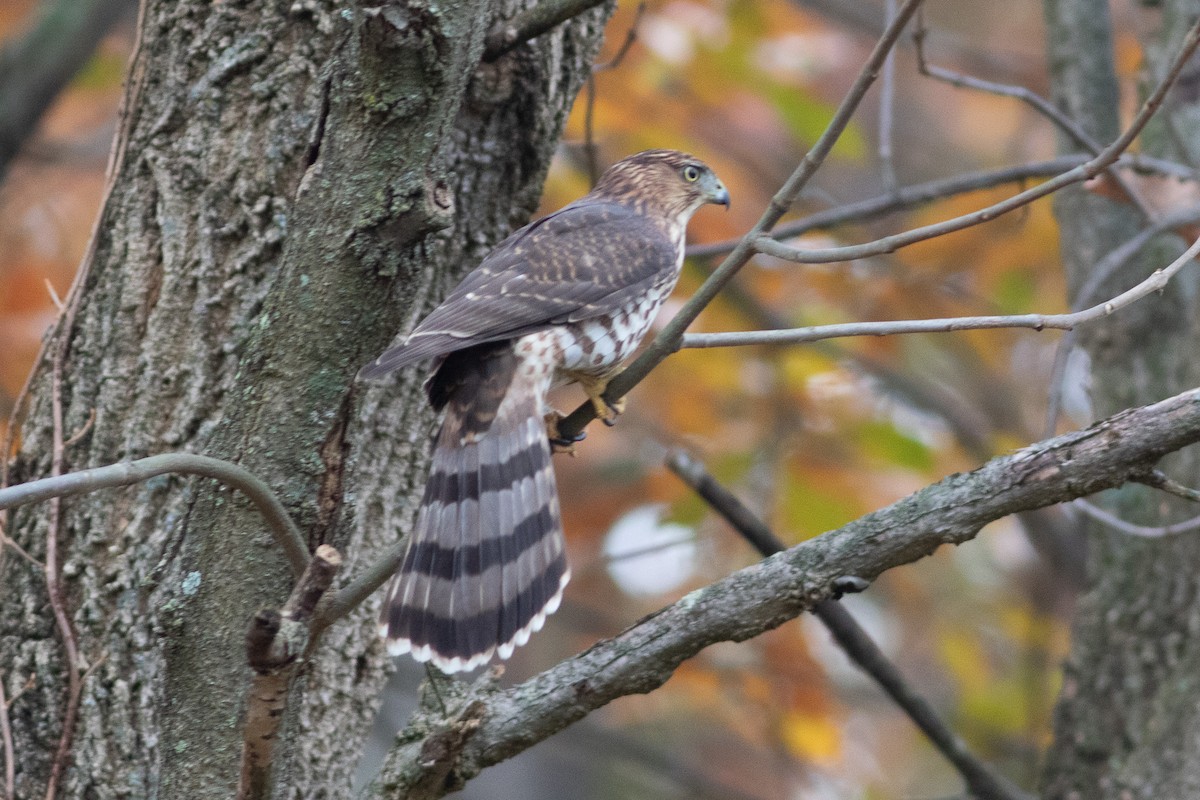 Cooper's Hawk - ML644654107