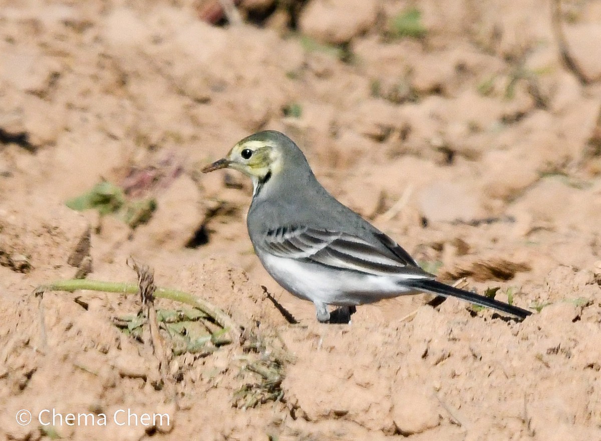 Bergeronnette grise - ML644654109