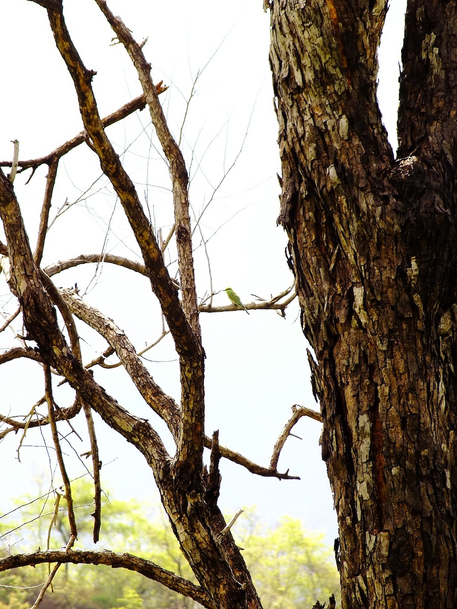 Asian Green Bee-eater - ML644654114