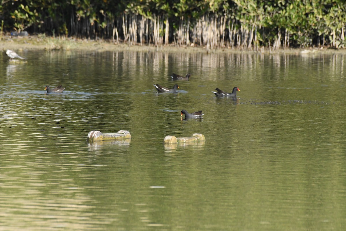 Eurasian Moorhen - ML644654119
